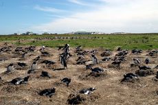 Eselspinguin (77 von 97).jpg